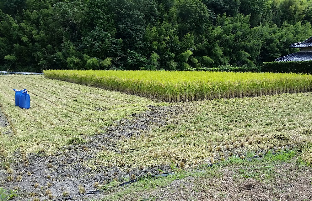 稲刈り1